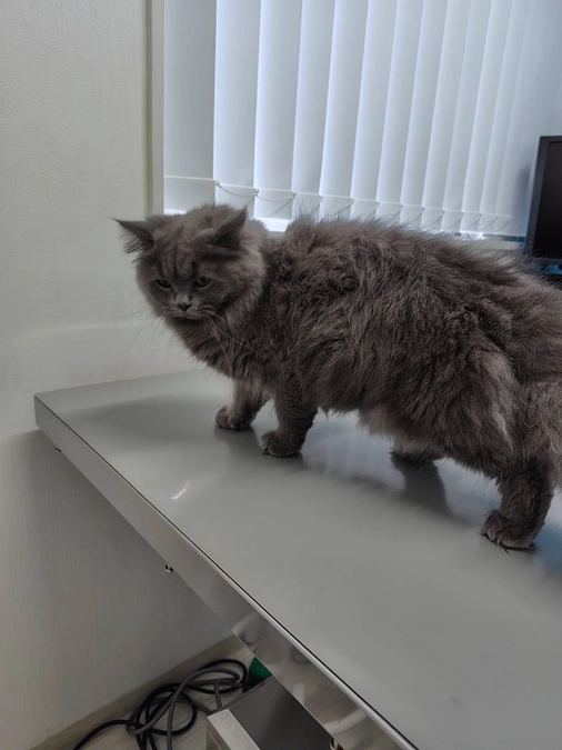 代理支援について☘️