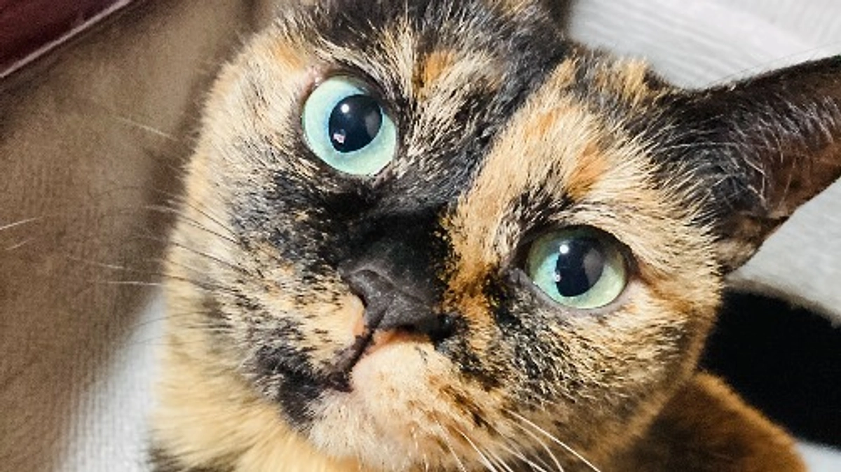 ベランダ改修の見積もりが・・・