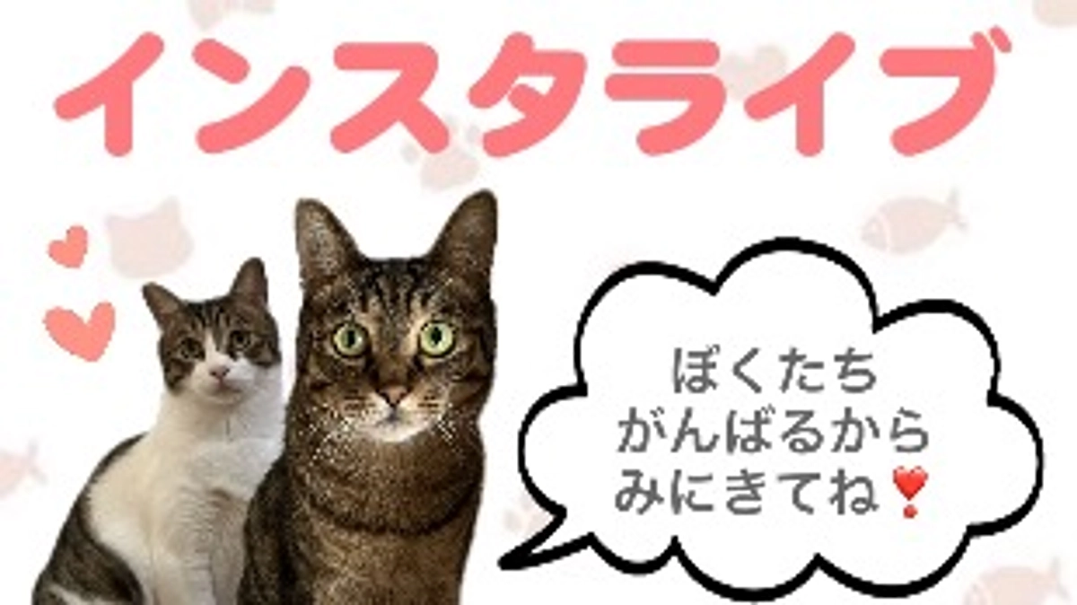 【5日間連続インスタライブのお知らせ】