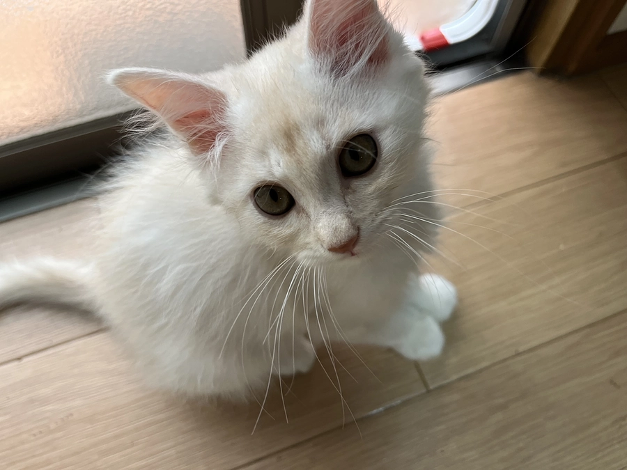 【活動報告】調子を崩した子の医療を