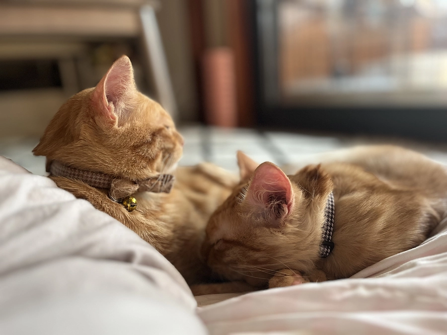 ☑️クラファン初日