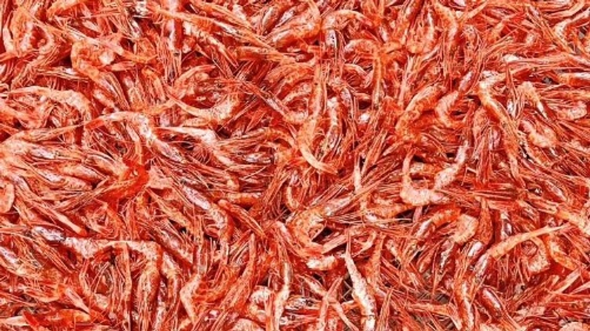 お店・リターン品 紹介｜一夜干し工房 海産物ふるくら｜甘エビとホタルイカの丸干し