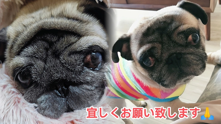 愛犬パブちゃん手術&治療費の支援をお願い致します🙏
