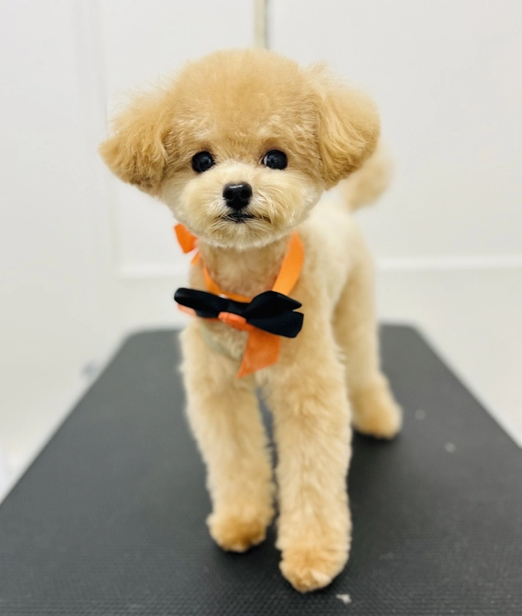 【残り10時間】達成に向けて「拡散」のお願いです