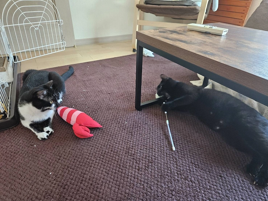 トライアル開始2日にしてくつろぐ兄妹猫をみて「保護猫さんはずっとのお家に繋ぐべきだ」と決意を新たに。