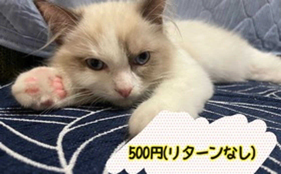 ラテ君のおくすり応援1