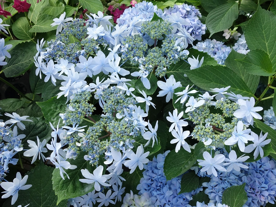 【残り6日間】原木園に植栽する予定の品種をご紹介します。【達成率48％】