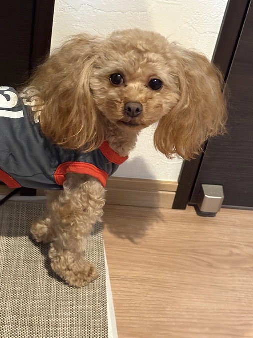 １１月１７日のゆむ君