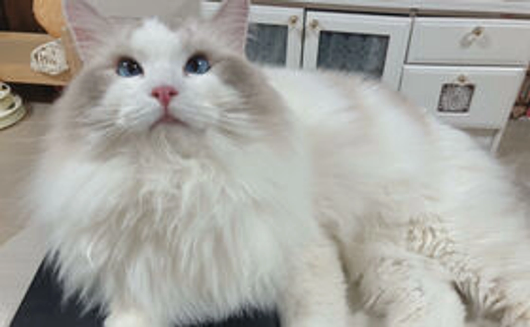 エル応援コース-1000