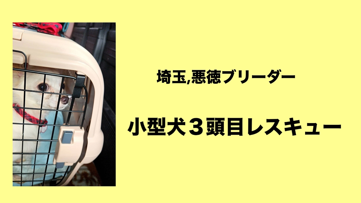 【小型犬３頭目レスキュー／毛呂山,悪徳ブリーダー】