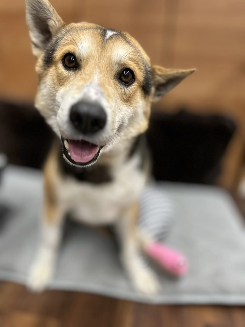 看取りボランティア25号「タラちゃん」