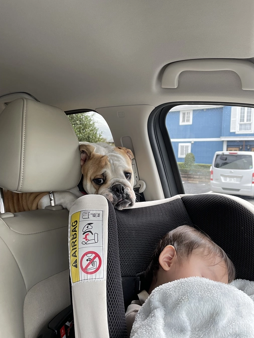 すみれのパパとママをご紹介🐶🐶