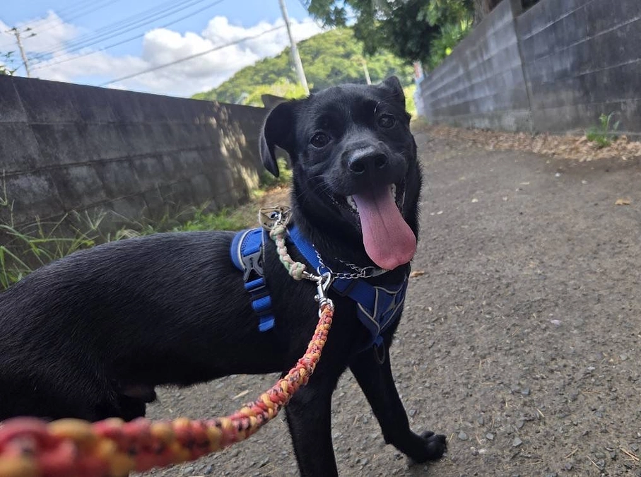 活動報告をたくさんの方に読んでいただきたいです。異物を飲み込んでしまうワンコのこと