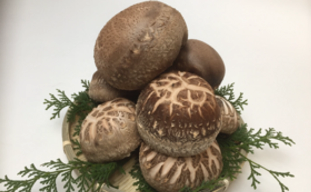 〜里山再生プロジェクトから生まれたマルハチ椎茸500ｇ〜