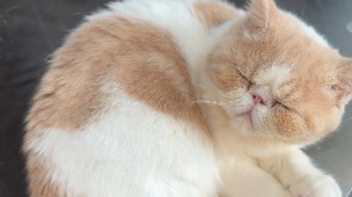 嵐のような夕立