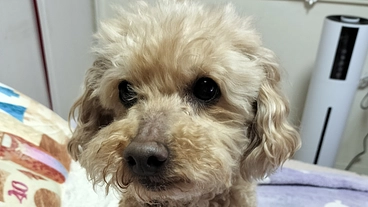 緊急「気管虚脱 重度」ももの手術費用のご支援よろしくお願いします。 のトップ画像