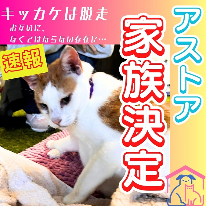 【速報】奇跡の再会から9日。アストアに吉報！