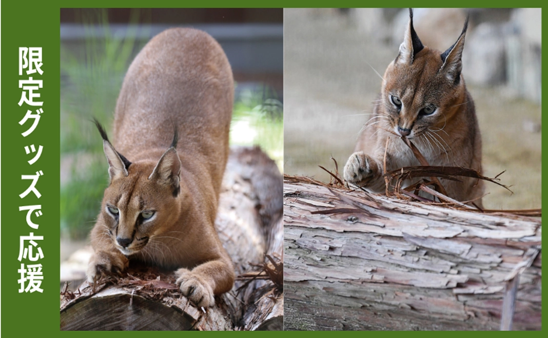 限定グッズで応援｜カラカルクリアファイル3枚セット