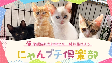 にゃんプチ倶楽部　～継続支援で保護猫達に幸せを一緒に届けよう～ のトップ画像