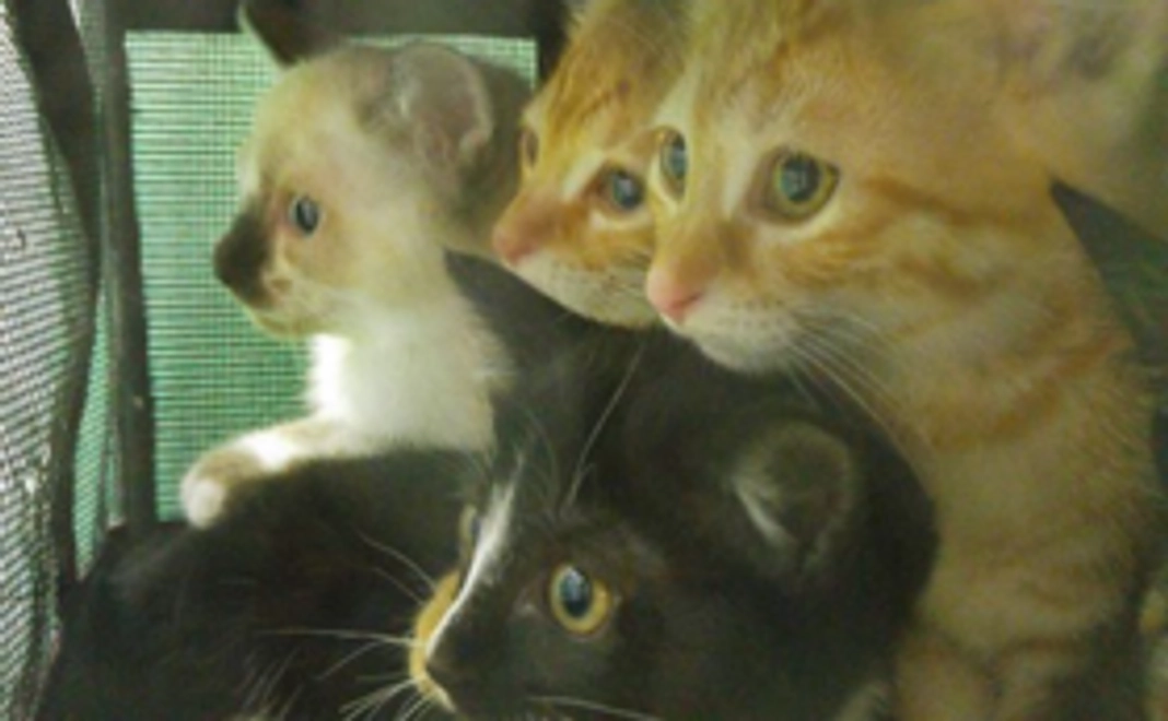 岐阜の猫たちから、すべての猫にできることをし続けます！