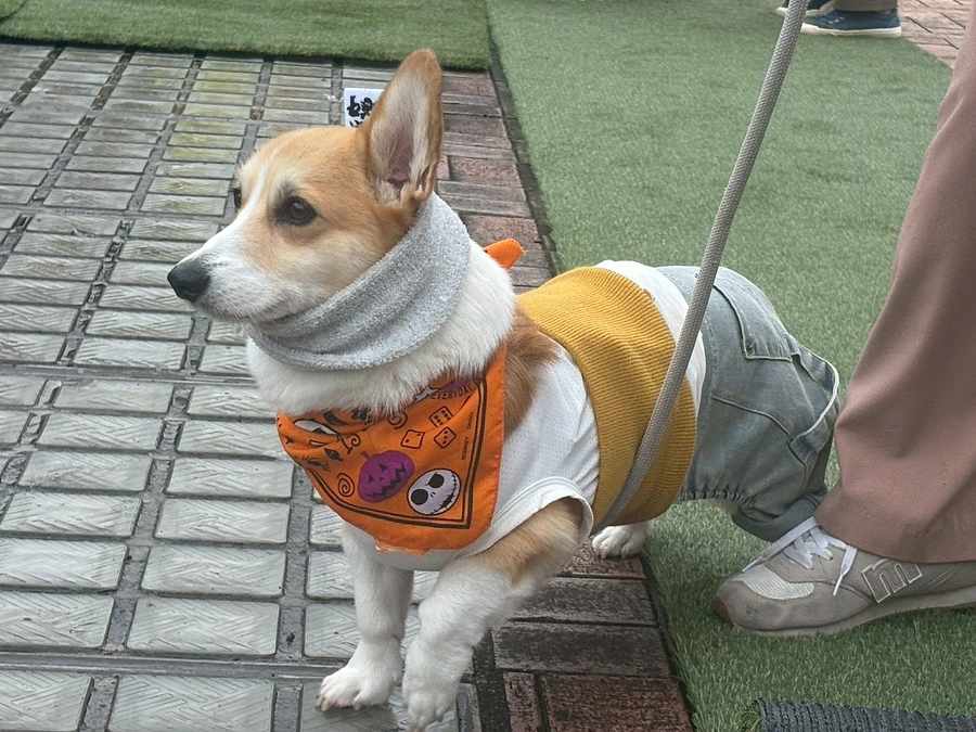 【26日目】「ワンヘルス」は「ペット防災」の羅針盤！フェスタを終えて実感