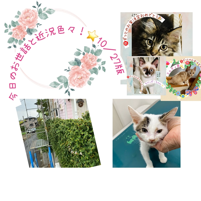 今日のお世話と近況色々❣️⭐️10／27版
