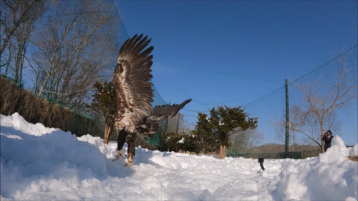 鳥インフルエンザから回復したオジロワシの幼鳥、リハビリ開始