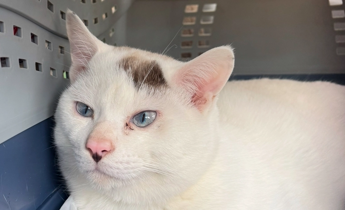 シンバの頭ぐるり遊び