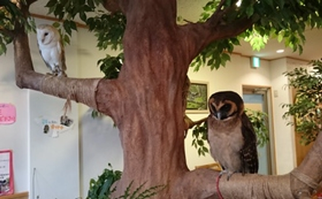 フクロウブログへ名前の掲載