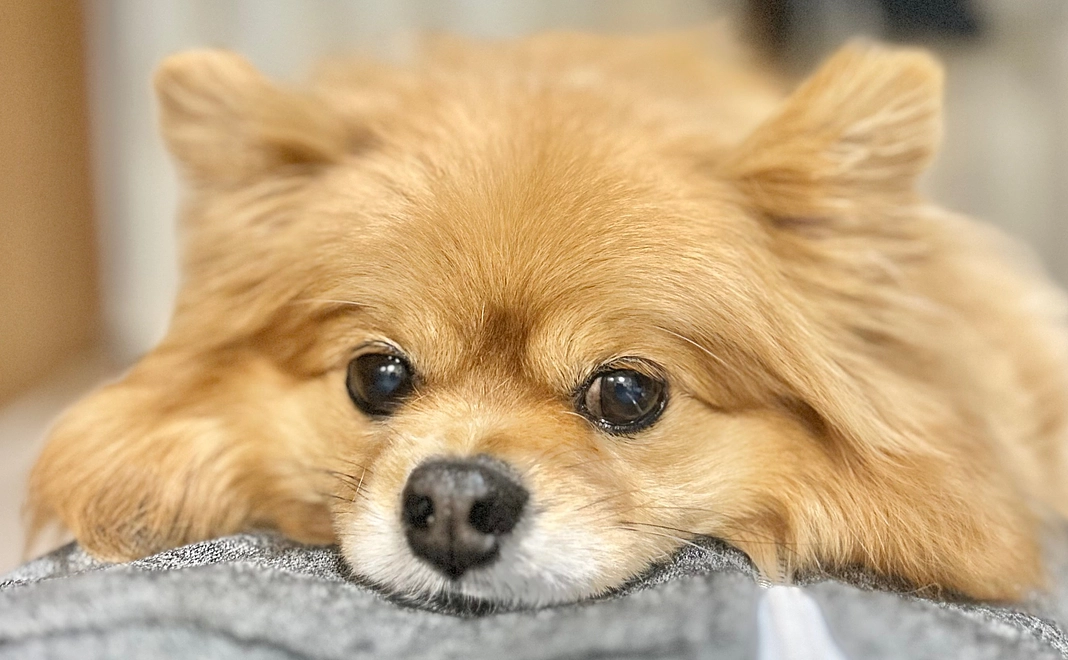 アポへのご支援①（リターン不要の方）