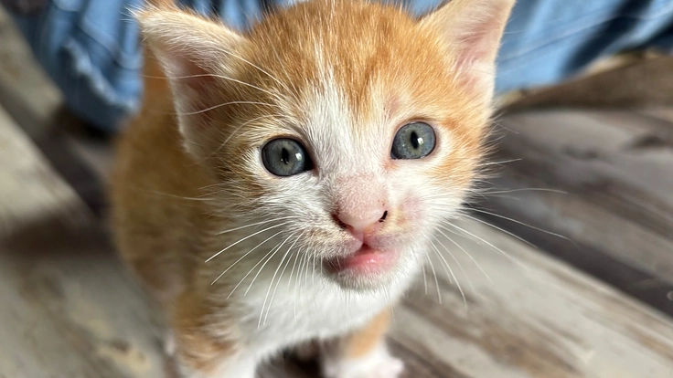 病気の保護猫達をケアできる部屋を作りたい!命を守り続けたい