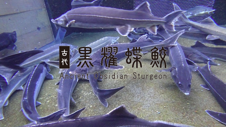 チョウザメ養殖という新たな地域産業が長野県長和町から始まる。