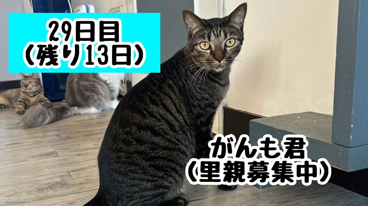 猫を守ることは、地球を守ること 〜前編〜