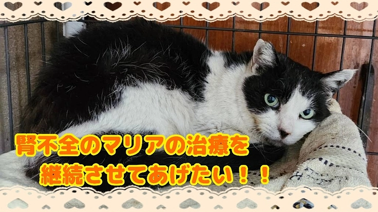 腎不全のマリアの治療を継続させてあげたい！