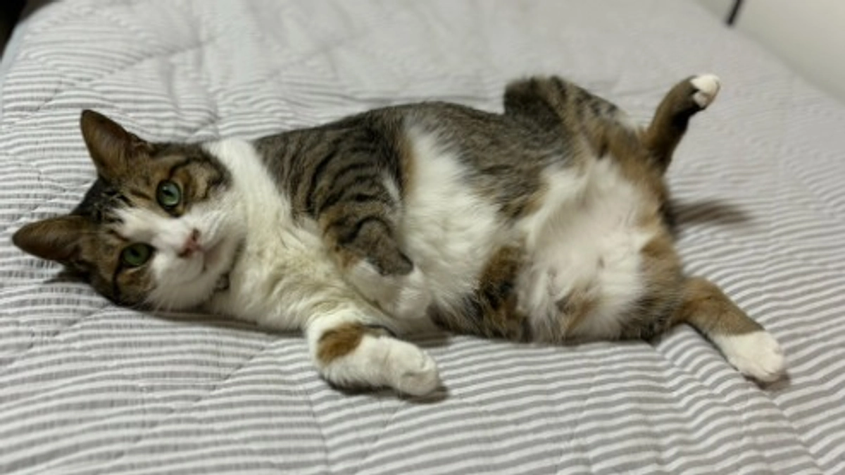 代理支援の申し込み方法