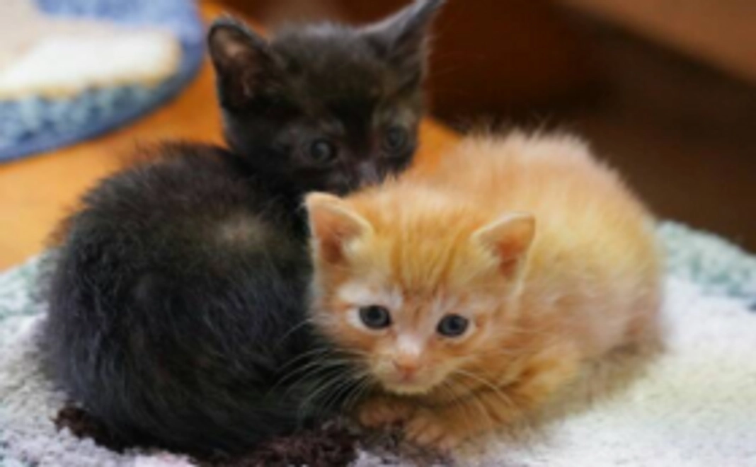 ハーツ活動応援コース