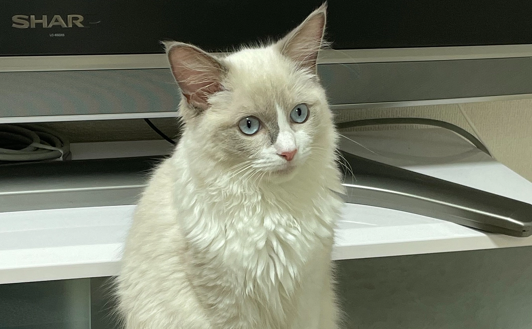 ご支援よろしくお願いします!感謝を込めたメールお送りいたします。