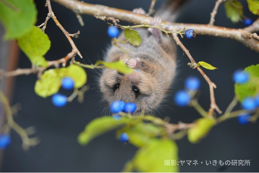 🌿ヤマネ保育日誌⑨🌿