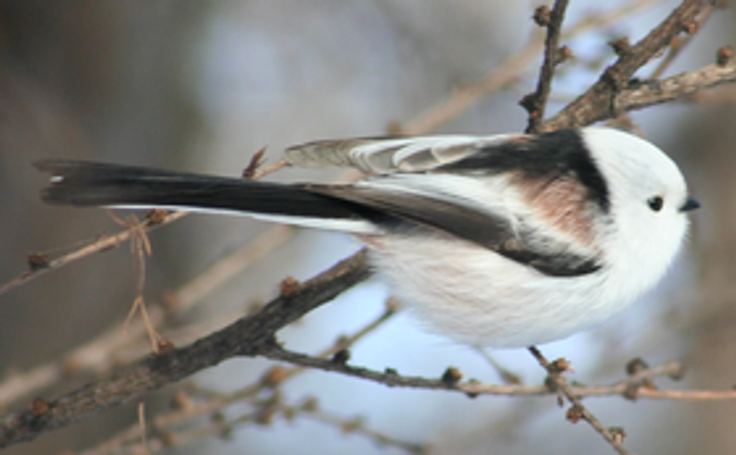 感謝のメールとゲーム（ご支援３千円）