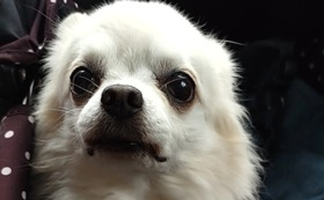 むぎ太に元気玉を②