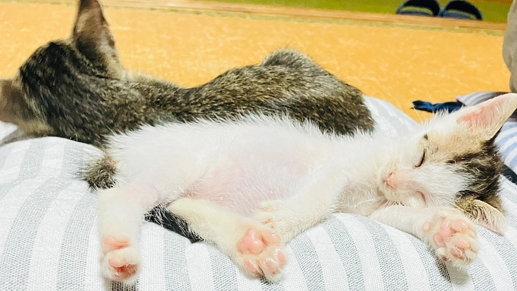 帰る場所がある幸せを、山猫の家から〜継続支援〜