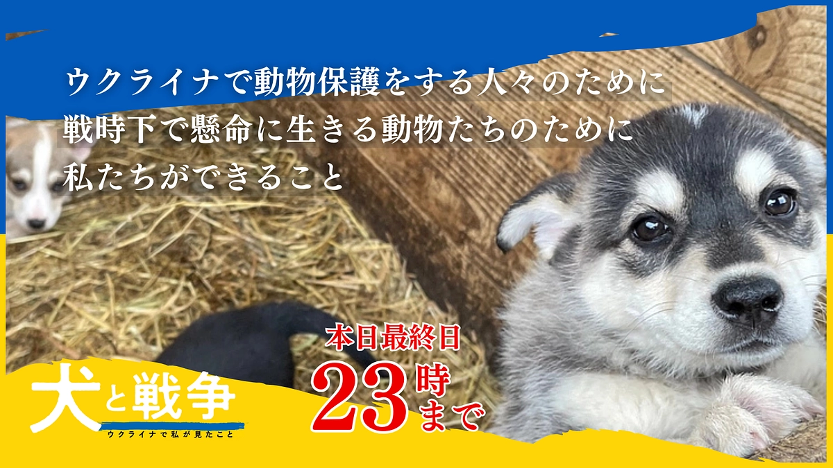 【本日最終日】ウクライナの動物たちへ、最後の願いを。