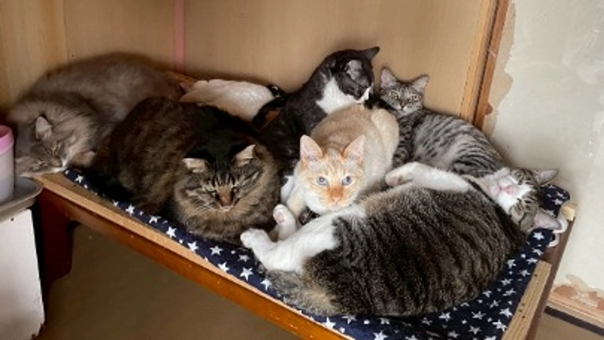 シカマルたちと最近の新玉旅館