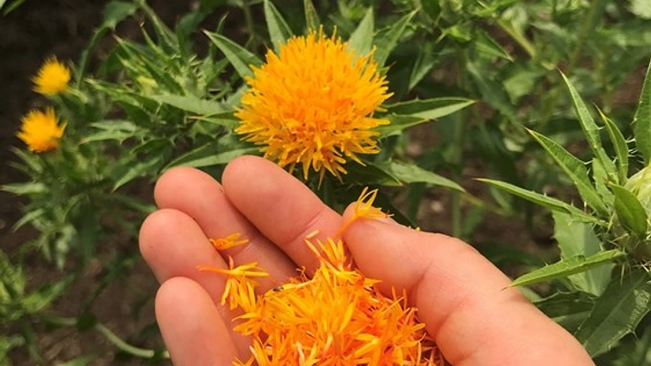 山形の県花「紅花」を次世代へ。こだわりの新商品を開発！