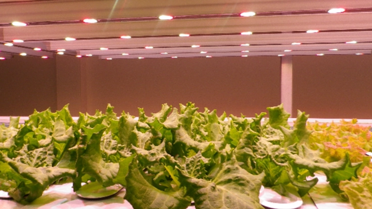 山葵を人工光下で水耕栽培し、水耕山葵をひろめよう