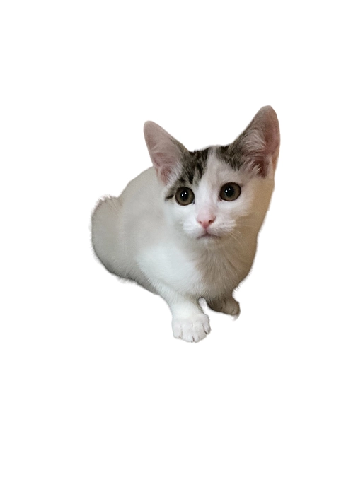 外の猫を避妊手術するのにかかる費用と時間