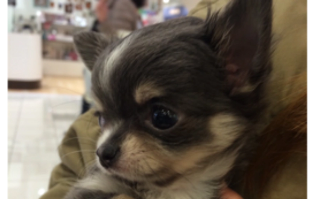 ヒメへの支援ありがとうございます  2