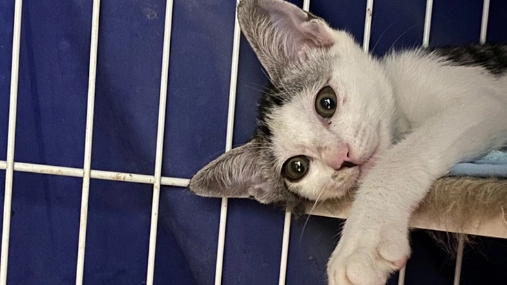 生後４ヶ月FIPのソルトの治療費を助けてください