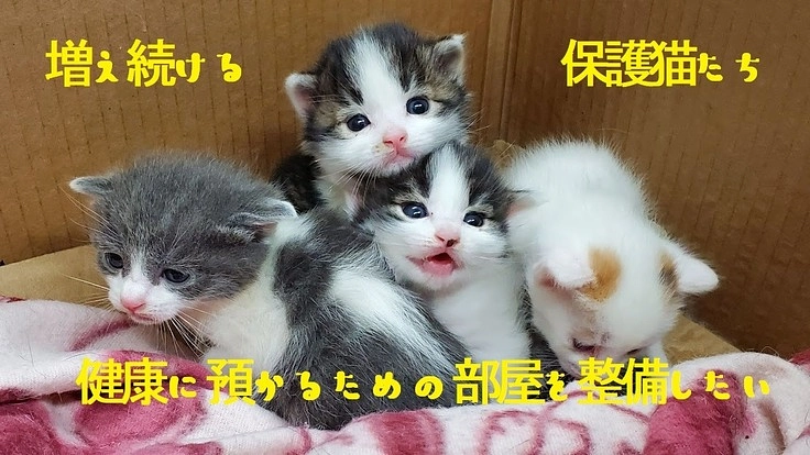 増え続ける保護猫  寒暖差の激しい臨時の部屋を整備したい