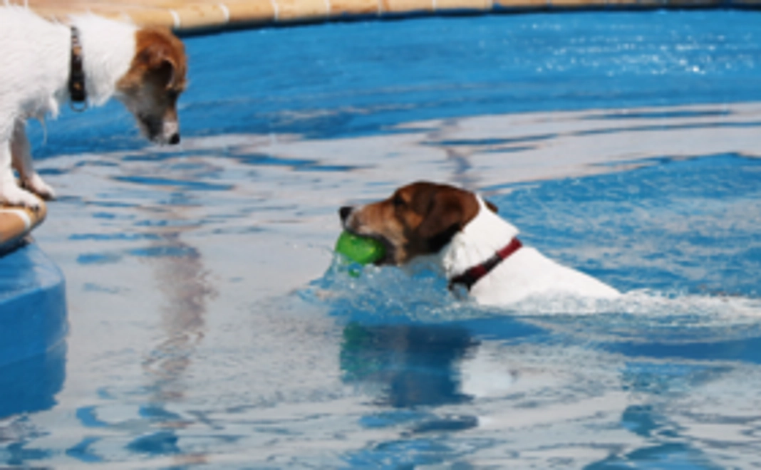 【当店に来られる方向け】ペットホテル1泊orドッグラン利用1日orわんちゃんの訓練1日を無料でお受けいただけます！